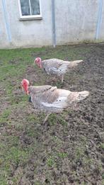 Kalkoen hanen, Dieren en Toebehoren, Mannelijk, Kalkoen