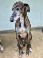 ACE: Borracho is een zachtaardige, toffe metgezel, Dieren en Toebehoren, Particulier, Reu, Galgo, Buitenland