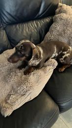 Dwerg teckel teefje, Parvo, 15 weken tot 1 jaar, Korthaar, Teef