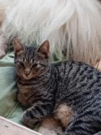 Twee poezen en twee katers