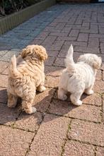 Thuisnestje Maltipoo pups, Parvo, Overige rassen, 8 tot 15 weken, Meerdere