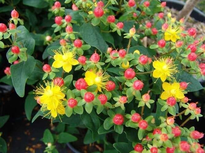 Hertshooi hypericum vaste tuinplant, Tuin en Terras, Ophalen, Overige soorten, Volle zon