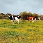 Melkkoeien, Dieren en Toebehoren, Runderen, Vrouwelijk