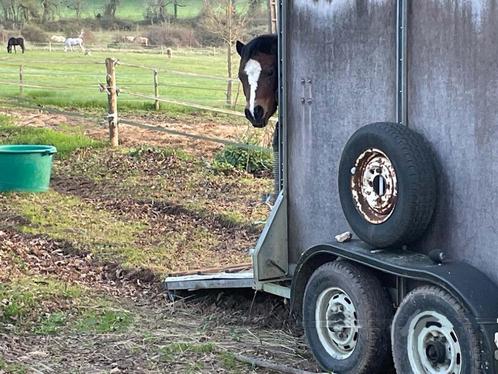 Wie wordt deze zomer jouw vakantievriendje?, Diensten en Vakmensen, Dieren | Paarden | Verzorging, Oppas en Les, Gedragstraining