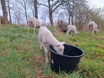 Friese Melkschapen ramlammeren  beschikbaar voor biedingen