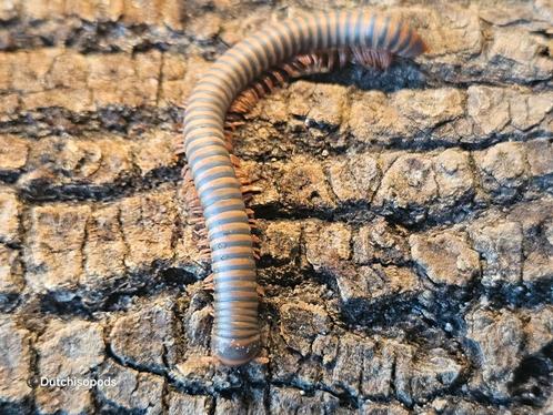 Atopochetus spinimargo, Dieren en Toebehoren, Insecten en Spinnen, Overige soorten
