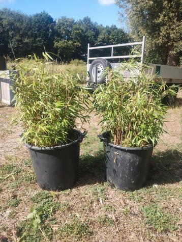 Fargesia bamboe, niet woekerend beschikbaar voor biedingen