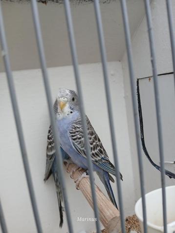 blackface beschikbaar voor biedingen