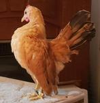 Gevraagd: Serama hen(nen) buff/geel/bruin/rood, Dieren en Toebehoren, Pluimvee, Vrouwelijk, Kip
