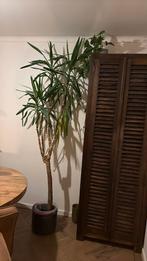 Grote Yucca kamerplant, Ophalen, 200 cm of meer, Halfschaduw, Yucca