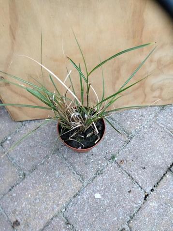 Miscanthus sinensis 'Kleine Silberspinne beschikbaar voor biedingen