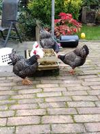 GEZOCHT 2 barnevelder kriel hennen 16 wk tot 1 jaar, Dieren en Toebehoren, Pluimvee, Vrouwelijk, Kip