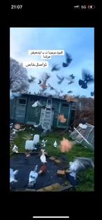 Syrische  Duiven te koop, Dieren en Toebehoren, Vogels | Overige Vogels, Meerdere dieren