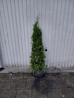 Thuja occ. Brabant, Tuin en Terras, Planten | Struiken en Hagen, Ophalen, Conifeer, Haag, 100 tot 250 cm