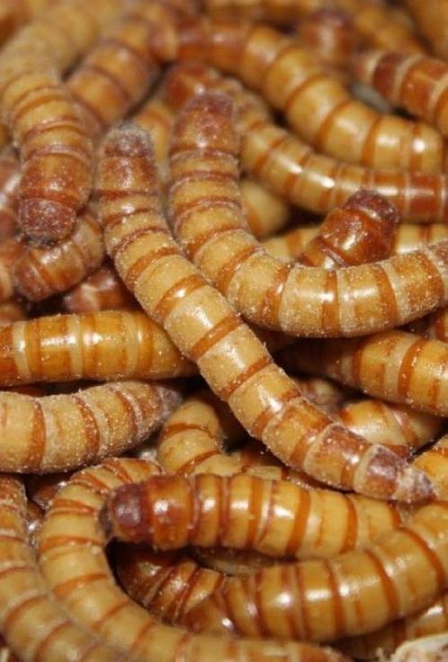 meelwormen, buffaloworm, krekels, fruitvlieg etc evt perpost, Dieren en Toebehoren, Vogels | Overige Vogels, Tropenvogel, Meerdere dieren