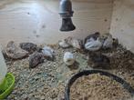 jonge chinese dwergkwartels, Dieren en Toebehoren, Meerdere dieren, Overige soorten