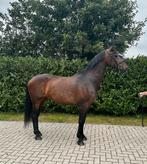 Mooie Zhivago merrie, Dieren en Toebehoren, Paarden, Merrie, 160 tot 165 cm, Dressuurpaard