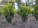 Buxus vervanger, Euonymus Greenspire, Ophalen, Buxus, Struik, Minder dan 100 cm