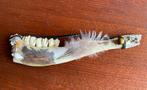 Bewerkte kaak Jawbone inuit, Antiek en Kunst, Ophalen of Verzenden