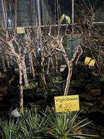 Vijgenboom op stam/struik - Tuincentrum van der Spek, Tuin en Terras, Planten | Bomen, Ophalen