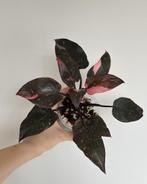 Philodendron Pink Princess, Ophalen of Verzenden, Overige soorten, Minder dan 100 cm