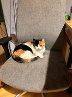 Baasje gezocht, Dieren en Toebehoren, Katten en Kittens | Overige Katten, Poes