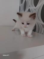 Ragdoll kittens  mogen nest verlaten, Meerdere dieren, Ontwormd