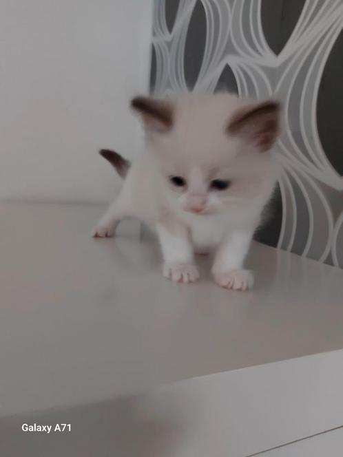 Ragdoll kittens  mogen nest verlaten, Dieren en Toebehoren, Katten en Kittens | Raskatten | Korthaar, Meerdere dieren, Ontwormd