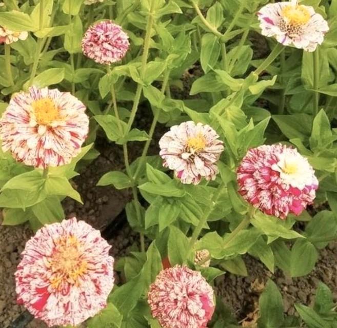 Zinnia Candystripe mix, Tuin en Terras, Bloembollen en Zaden, Ophalen of Verzenden