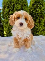 Prachtige boomer x toy poedel pups, Dieren en Toebehoren, Honden | Chihuahua's en Gezelschapshonden, Nederland, Overige rassen
