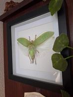 Grote Groene Sprinkhaan - Perfecte Conditie, Antiek en Kunst, Ophalen of Verzenden