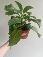 Grote mother of thousands plant, Ophalen of Verzenden, Overige soorten, Minder dan 100 cm