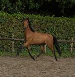 Welsh STER merrie 🩷 met hengstveulen & 1 merrieveulen, Merrie, Onbeleerd, Gechipt