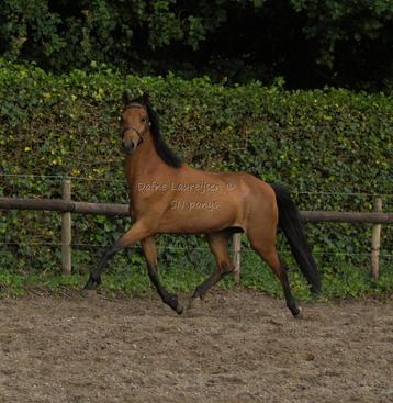 Welsh STER merrie 🩷 met hengstveulen & 1 merrieveulen beschikbaar voor biedingen