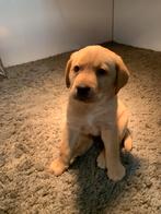 Zeer mooie labrador pups te koop (zwart/blond/red fox), Dieren en Toebehoren, 8 tot 15 weken, Labrador retriever, CDV (hondenziekte)