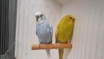 Mooi koppel tt waardige grasparkieten, Dieren en Toebehoren, Vogels | Parkieten en Papegaaien, Meerdere dieren, Parkiet, Geringd