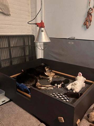 Puppyset compleet: werpkist, rennen en zindelijkheidsset beschikbaar voor biedingen