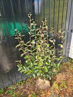 Olijfwilg 100-125 cm direct beschikbaar, Ophalen of Verzenden, Overige soorten, Haag, 100 tot 250 cm