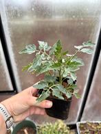 Biologische kerstomaatjes plantje in p9-potje, Ophalen, Volle zon, Groenteplanten, Eenjarig