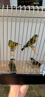 Zwartkopsijzen, Dieren en Toebehoren, Meerdere dieren