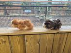 Cavia beren | Verschillende kleurslagen | Cavia's, Dieren en Toebehoren, Cavia, Mannelijk, Tam, Oktober
