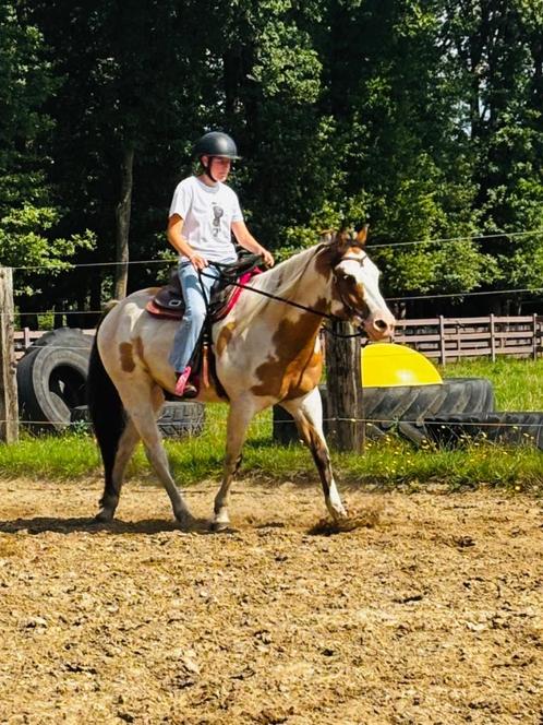 Knappe paint ruin, Dieren en Toebehoren, Paarden, Ruin, Zadelmak, Minder dan 160 cm, 7 tot 10 jaar, Westernpaard, Met stamboom