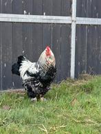 Gratis Brahma kruising Hanen, Dieren en Toebehoren, Pluimvee, Mannelijk, Kip