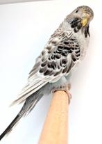 Pallid blackface x blackface, Dieren en Toebehoren, Vogels | Parkieten en Papegaaien, Meerdere dieren, Parkiet
