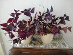 Paarse Klaver - Geluksklaver - Oxalis triangularis, Overige soorten, Ophalen of Verzenden, In pot, Minder dan 100 cm