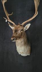 Nieuw opgezet damhert. Opgezette dieren. Hert taxidermie, Verzamelen, Dierenverzamelingen, Nieuw, Gewei of Kop, Ophalen of Verzenden