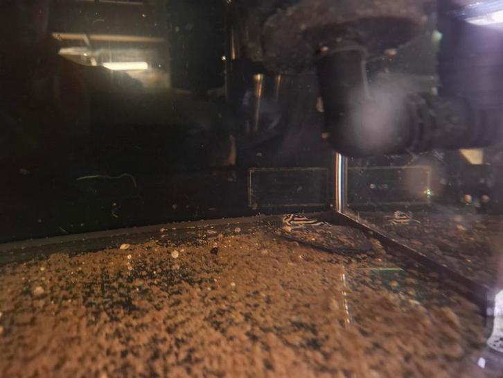 L046 zebra plecos 5 stuks, Dieren en Toebehoren, Vissen | Aquariumvissen