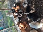 Zijdehoenders groot te koop, Dieren en Toebehoren, Pluimvee, Meerdere dieren, Kip