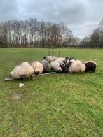 Drentse heideschaap ooien, Meerdere dieren, Schaap