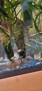 Algeneters verschillende grote, Dieren en Toebehoren, Vissen | Aquariumvissen, Vis, Zoetwatervis